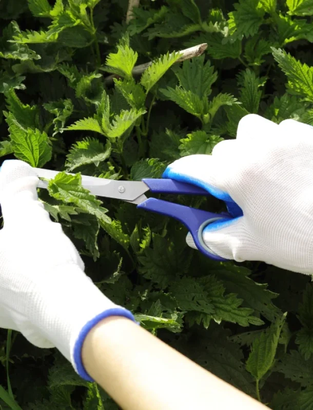 Avoiding Plant Dermatitis_ A Guide to Poison Ivy and Toxic Plants Avoiding Plant Dermatitis_ A Guide to Poison Ivy and Toxic Plants